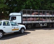 Mesmo em meio à pandemia de Covid-19, a Agência de Defesa Agropecuária do Paraná (Adapar) conseguiu manter seus trabalhos essenciais.