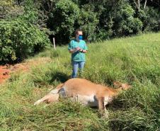Mesmo em meio à pandemia de Covid-19, a Agência de Defesa Agropecuária do Paraná (Adapar) conseguiu manter seus trabalhos essenciais.