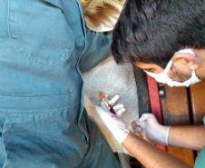 O inquérito servirá para comprovar que não há circulação viral de febre aftosa no Paraná