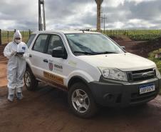 O inquérito servirá para comprovar que não há circulação viral de febre aftosa no Paraná