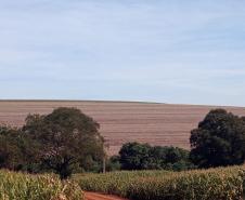 Entre os dias 10 de junho a 10 de setembro acontece o vazio sanitário da soja no Estado, conforme determina a Portaria nº342/2019 da Agência de Defesa Agropecuária do Paraná (Adapar). Nesse período, fica proibido cultivar, manter ou permitir a presença de plantas vivas de soja em qualquer estádio vegetativo.
