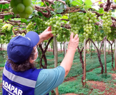 Ações de defesa vegetal garantem segurança alimentar na pandemia 