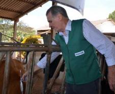 Paraná lança campanha estadual de vacinação contra febre aftosa