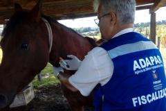 Adapar publica portaria sobre validade de exames de Anemia Infecciosa Equina 