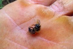 Agrotóxicos dizima abelhas em Turvo