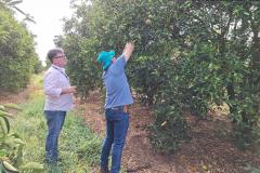 Ações da Adapar no Noroeste reforçam combate ao greening e à deriva de agrotóxicos