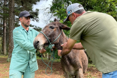 Adapar realiza ação de vigilância para anemia infecciosa equina