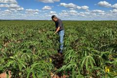 Adapar visita plantações e reforça orientações sobre vassoura-de-bruxa da mandioca