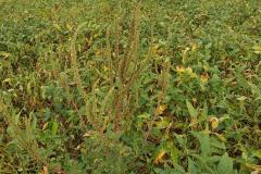 Adapar orienta produtores e adota medidas para evitar introdução do Caruru-Gigante