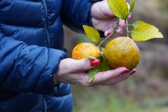 Portaria da Adapar estabelece procedimentos de prevenção e controle do Greening