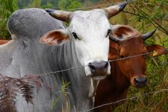 Vacinação obrigatória contra a raiva entra em vigor para 30 municípios do Oeste neste mês