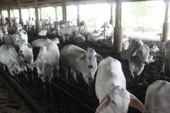 Após quase nove anos de embargos à exportação de carne bovina, o Paraná volta a exportar o produto para a Rússia.
