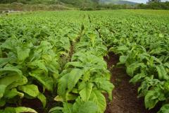 Plantação de fumo