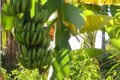A produção de banana no Paraná em 2012 foi de 266.300 toneladas, numa área de 11.148 ha, com um Valor Bruto da Produção (VBP) de R$ 110.153.018,00, o que correspondeu a 9,7% do VBP da fruticultura do Paraná, que foi de R$ 1.134.678.103,00.