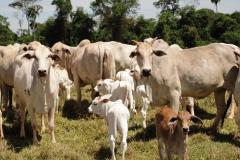Acontece mais uma etapa da capacitação em Vigilância e Fiscalização da Alimentação de Ruminantes em Pato Branco.