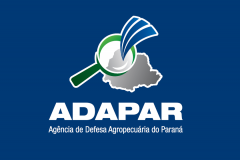 Informe 