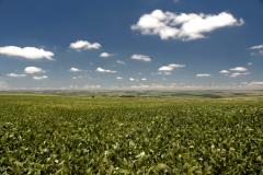 Ferrugem asiática – doença que pode inviabilizar o cultivo de soja no Paraná