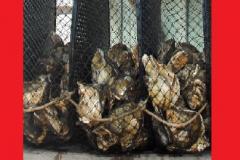 Proibida venda e consumo de ostras e mariscos produzidos no Paraná