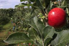 Adapar Promove Reunião Técnica sobre Manejo Integrado de Pragas em Frutíferas de Clima temperado na Lapa
