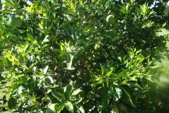 Citricultura: Adapar participa do XIII Congresso Internacional de Citrus.