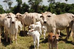 Adapar Promove Reunião Técnica com Veterinários Cadastrados e Habilitados