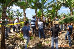 Adapar Promove Dia de Campo sobre Bananicultura em Guaratuba