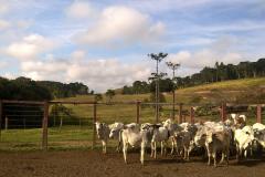 Dia de Campo vai apresentar exemplo de boas práticas agrícolas