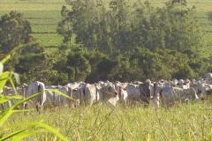 Você sabe o que é a “Doença da Vaca Louca”?