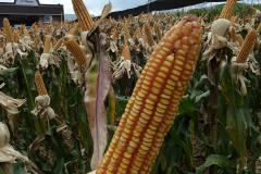 Agropecuária é o motor na maioria dos municípios que mais crescem no Paraná