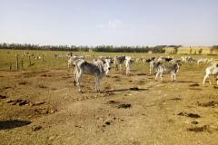 Adapar Autua Produtor Rural em Mais um Caso de Maus Tratos a Animais