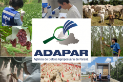 Governo convoca aprovados e classificados no Concurso Público de Provas para provimento de cargos do Quadro da Agência de Defesa Agropecuária do Paraná - ADAPAR, para realizarem a avaliação médica.