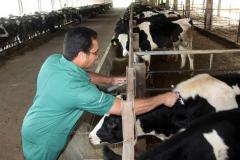 Nova etapa de vacinação contra aftosa começa nesta quinta-feira