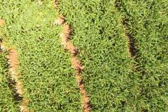 Sanidade Vegetal: Uso de Drones pela Adapar