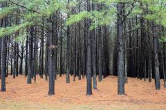 I Curso de atualização em pragas florestais 