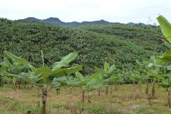 77º Curso de Certificação Fitossanitária de Origem e Consolidada - Banana e Uva