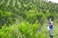 ADAPAR divulga dados da vigilância fitossanitária para a praga HLB (greening) em citros.