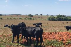 Produtor precisa atualizar o cadastro de todos os animais