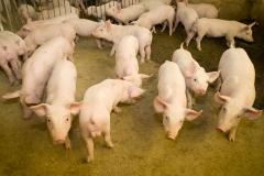 Comissão de suinocultura aborda peste suína e febre aftosa