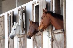 Equinos: Adapar amplia prazo para exames de AIE