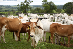 Adapar alerta sobre os riscos de uso de produtos veterinários em humanos.