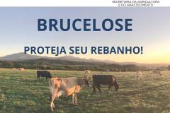 Brucelose: A importância da vacinação