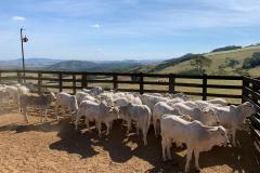 Paraná é reconhecido nacionalmente como livre de aftosa SEM vacinação