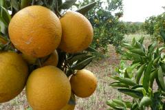Os produtores de laranjas estão entre os beneficiados com a disponibilização do sistema eletrônico para a emissão de PTV