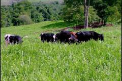 Seab estabelece as regras para indenização aos produtores de bovinos e bubalinos que tiverem animais sacrificados por terem contraído tuberculose.
