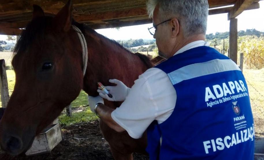 Adapar publica portaria sobre validade de exames de Anemia Infecciosa Equina