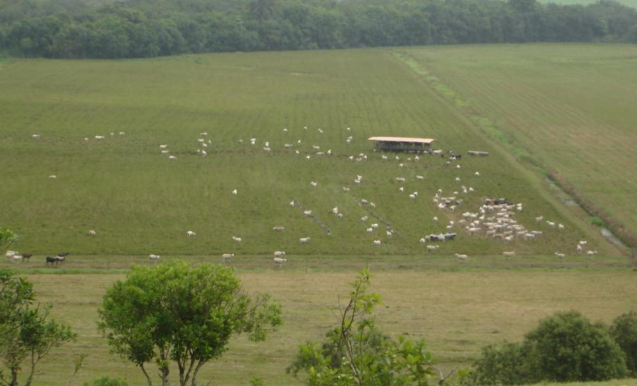 Perguntas e Respostas sobre a Atualização de Rebanhos no Paraná