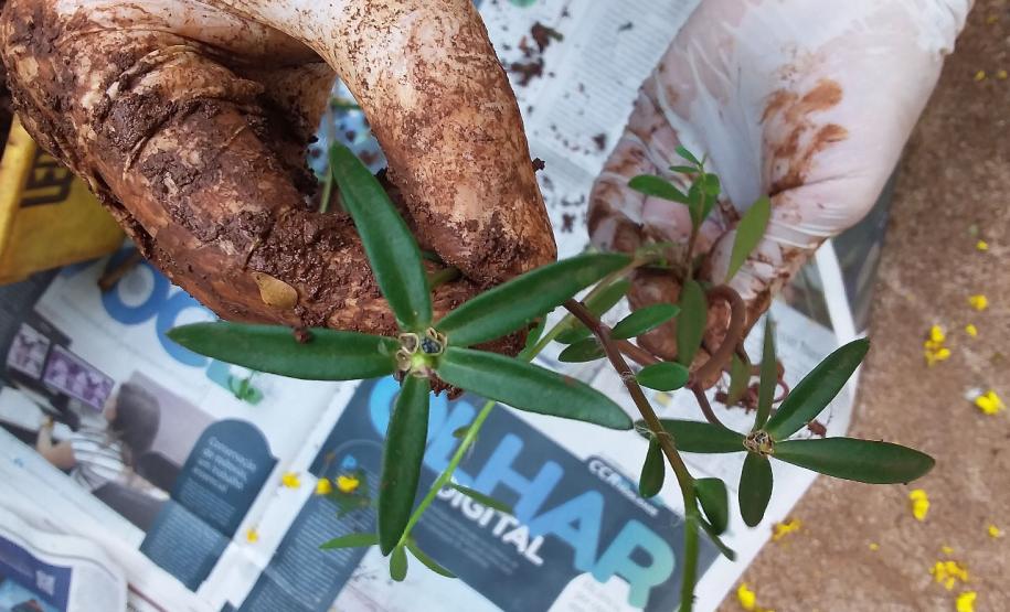 Paraná monitora caso das sementes clandestinas