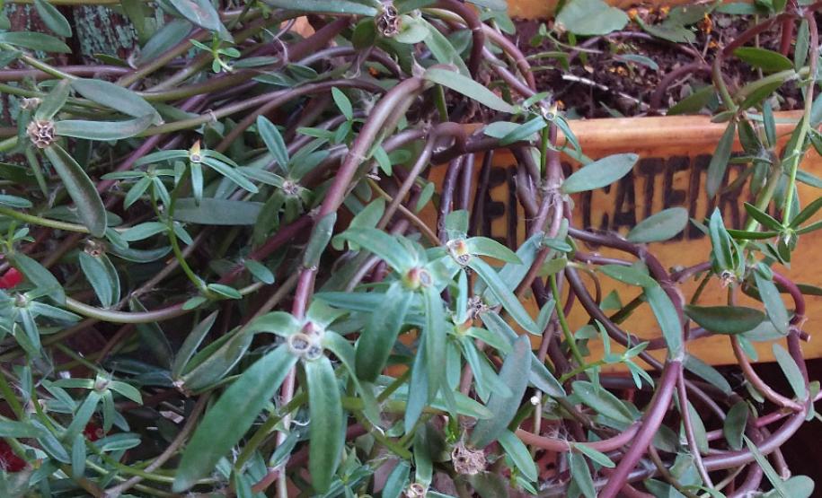 Paraná monitora caso das sementes clandestinas