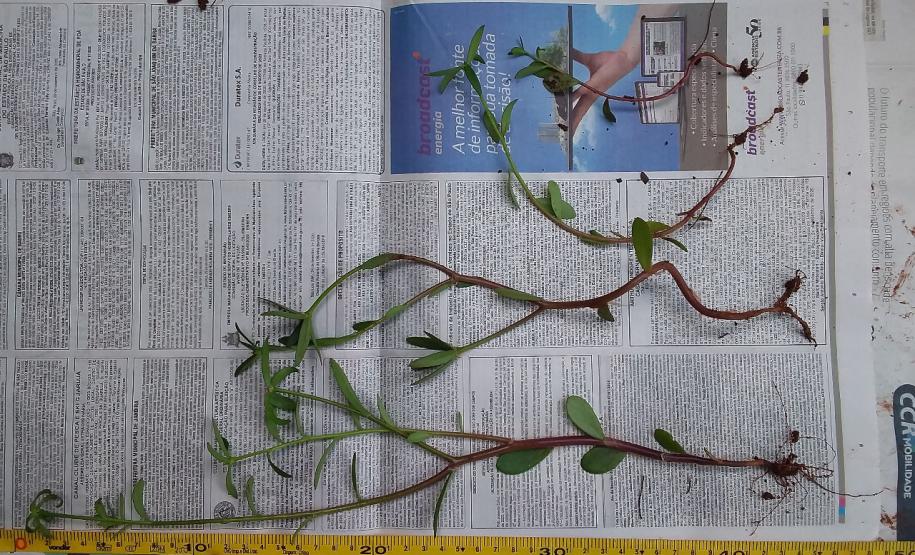 Paraná monitora caso das sementes clandestinas