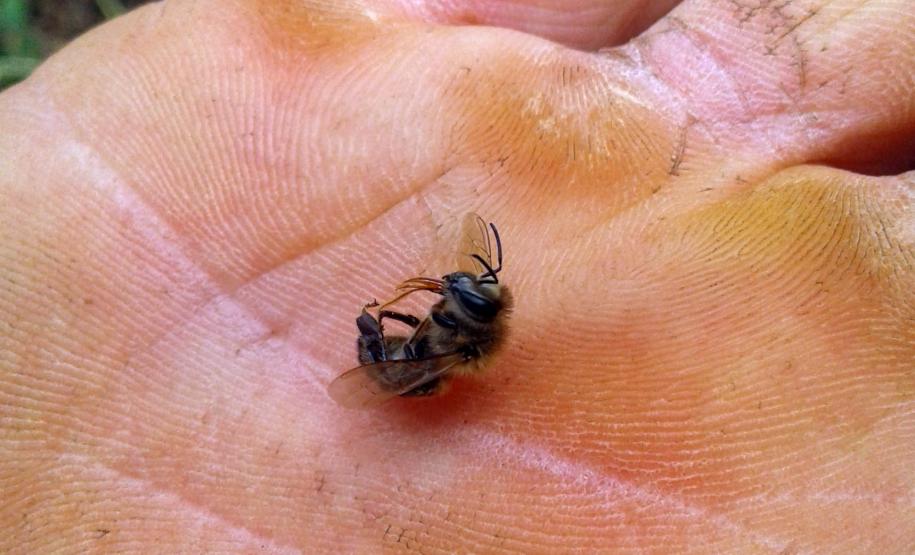 Agrotóxicos dizima abelhas em Turvo